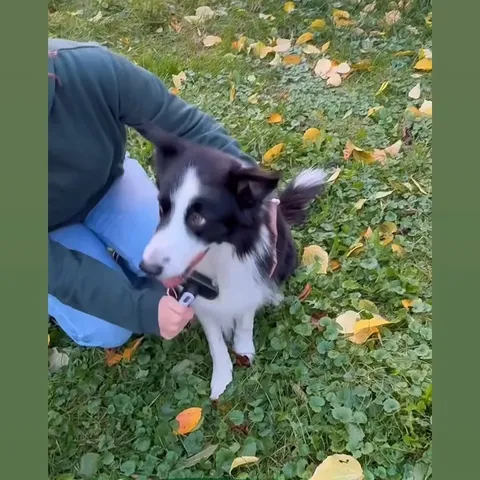 @borderthing NobelFell Ergebnis