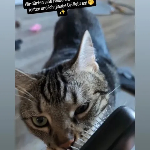 @fabelkatzen NobelFell Ergebnis